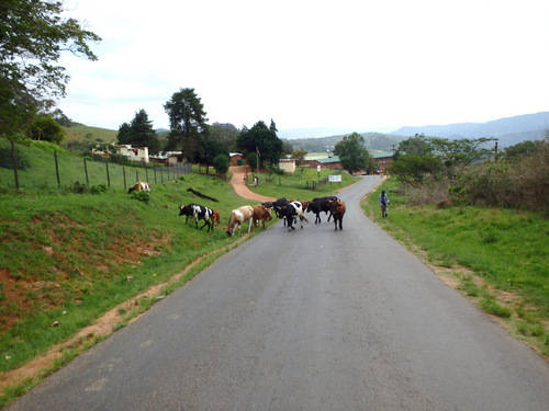 Herd being moved to pasture.